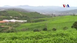 90 năm sở trà Cầu Đất 90 năm sở trà Cầu Đất