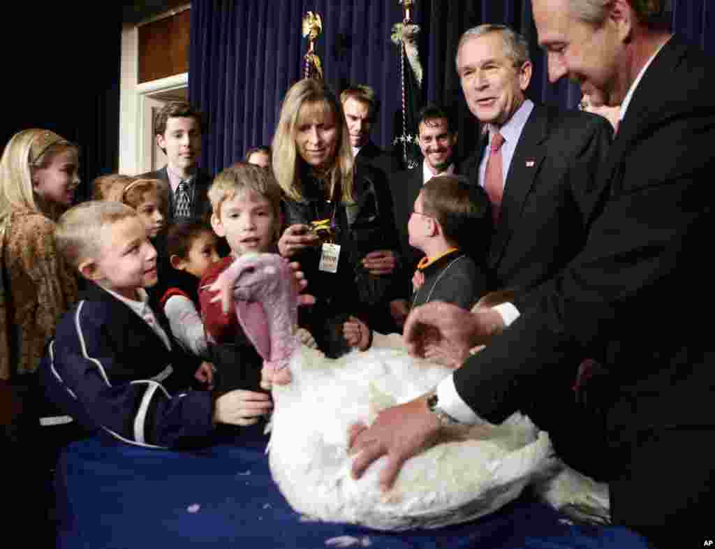 2005年11月22日,布什总统和当地学童在华盛顿的老行政大楼举行感恩节赦免火鸡仪式。这只名叫棉花糖的火鸡将前往迪斯尼乐园,在迪斯尼感恩节大游行中担任大元帅。