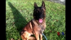 美俄两国向法国捐赠警犬 美俄两国向法国捐赠警犬