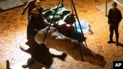 工人以吊臂把香港大学校园内的国殇之柱组件吊进货柜车。(2021年12月22日)