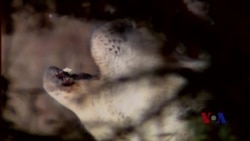 野狼变家犬改写人类文明史 野狼变家犬改写人类文明史