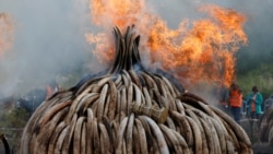 非洲自然保护者赞扬中国禁止象牙贸易 非洲自然保护者赞扬中国禁止象牙贸易