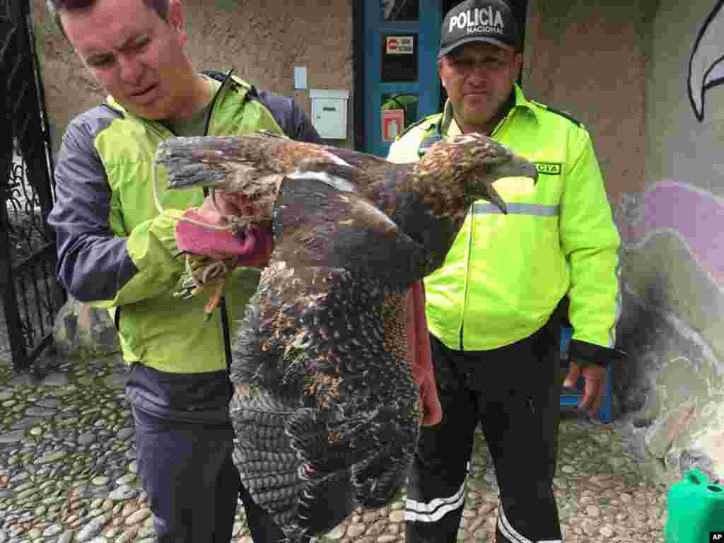 国际刑警组织于2018年6月20日提供的照片显示,厄瓜多尔警察检查一只猎食鸟(bird of prey,似乎是猎鹰)。国际刑警组织表示,在针对非法野生动植物和木材贸易的大规模行动中,在全球范围内缴获了价值数百万美元的东西,并发现了1400名嫌犯。