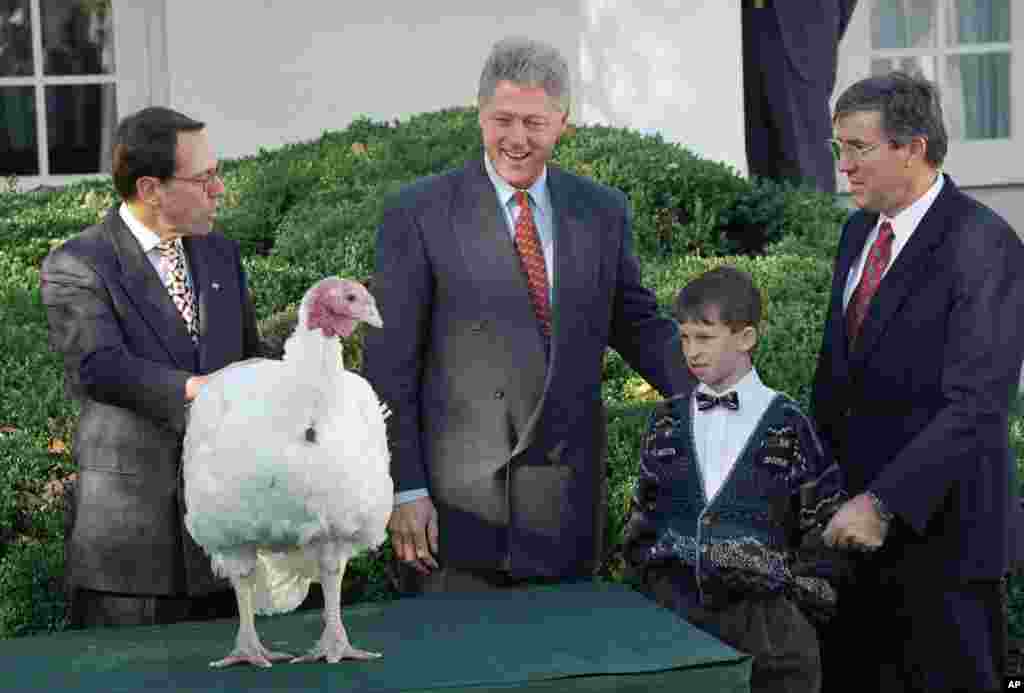 1994年11月23日,美国总统克林顿和九岁男孩阿博加斯特在白宫玫瑰园看着50磅重的火鸡汤姆。总统赦免的汤姆将在维州的公园终老一生。
