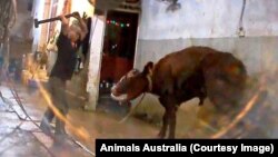 Giám đốc của tổ chức “Animals Australia” cho biết đoạn video là hình ảnh kinh khủng nhất mà bà từng xem.