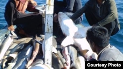 鲨鱼捕猎(资料图)