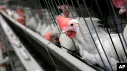 在加利福尼亚州的利文斯顿附近,养鸡场里的鸡被围观(资料照片)。