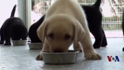 警犬新兵受训 老兵退休 警犬新兵受训 老兵退休