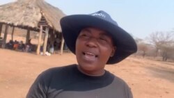 Mugari wekuMbire , Mashonaland Central Amai Helen Mufundisi vanoti chibage chavari kupihwa chishoma zvekuti vave kutorarama nemasawu.