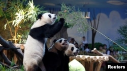 中国熊猫在世界(2017年至今,30图)