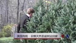 美国传统:买棵天然圣诞树运回家 美国传统:买棵天然圣诞树运回家
