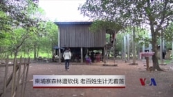 柬埔寨森林遭砍伐 老百姓生计无着落 柬埔寨森林遭砍伐 老百姓生计无着落