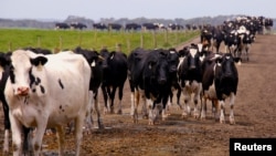 资料照片:中国某地的奶牛。