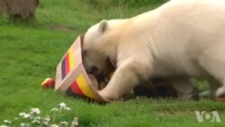 世界杯大赛动物预言家纷纷出笼 世界杯大赛动物预言家纷纷出笼