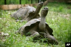 Kura-kura Galapagos. (Foto: AP)