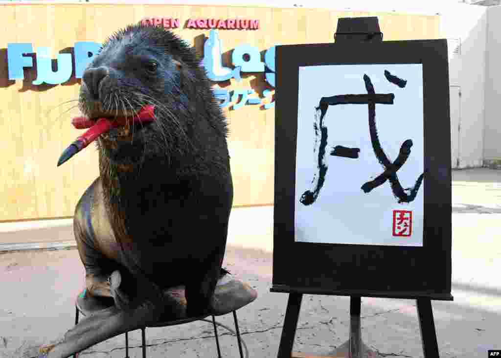 在东京郊区横滨的八景岛海洋天堂水族馆,一头名叫陈的13岁海狮(sea lion)写“戌”字,迎接狗年。(2017年12月26日)