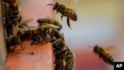 资料照片:2021年1月17日,智利圣地亚哥郊区科利纳一个农场的蜂巢入口。