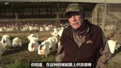 疫情下的感恩节 美国火鸡销量增长 疫情下的感恩节 美国火鸡销量增长