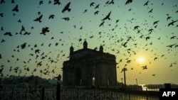 资料照片:日出之际,鸽子在孟买空中飞翔。(2020年12月1日)