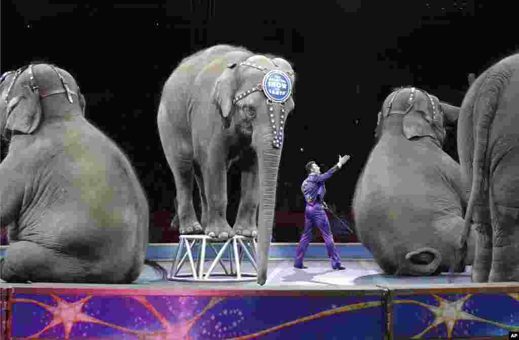 在罗德岛州的普罗旺斯,玲玲马戏团的亚洲象在美国国歌声中进行最后的表演。(2016年5月1日)玲玲马戏团2016年5月取消大象表演后,票房销售更加下滑。此前,动物权益活动人士多年来不断抗议。他们认为马戏团强迫动物表演,把它们运往各地演出是侵犯动物的权利。