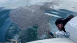 Екологи намагаються очистити узбережжя Каліфорнії від забруднення і врятувати унікальну флору та фауну. Відео