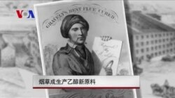 烟草成生产乙醇新原料 烟草成生产乙醇新原料