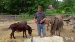 驴子可以减轻人类压力 驴子可以减轻人类压力