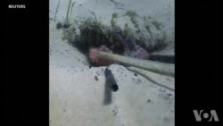 澳大利亚志愿者从海洋中清理出一根一根吸管 澳大利亚志愿者从海洋中清理出一根一根吸管