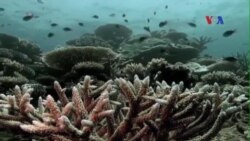 Rạn san hô Great Barrier đã thích nghi với nhiệt độ nước biển tăng Rạn san hô Great Barrier đã thích nghi với nhiệt độ nước biển tăng