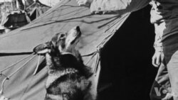 美国军犬因作战勇敢被追授最高勋章 美国军犬因作战勇敢被追授最高勋章