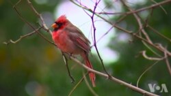 鸟类是人与自然连接的纽带 鸟类是人与自然连接的纽带
