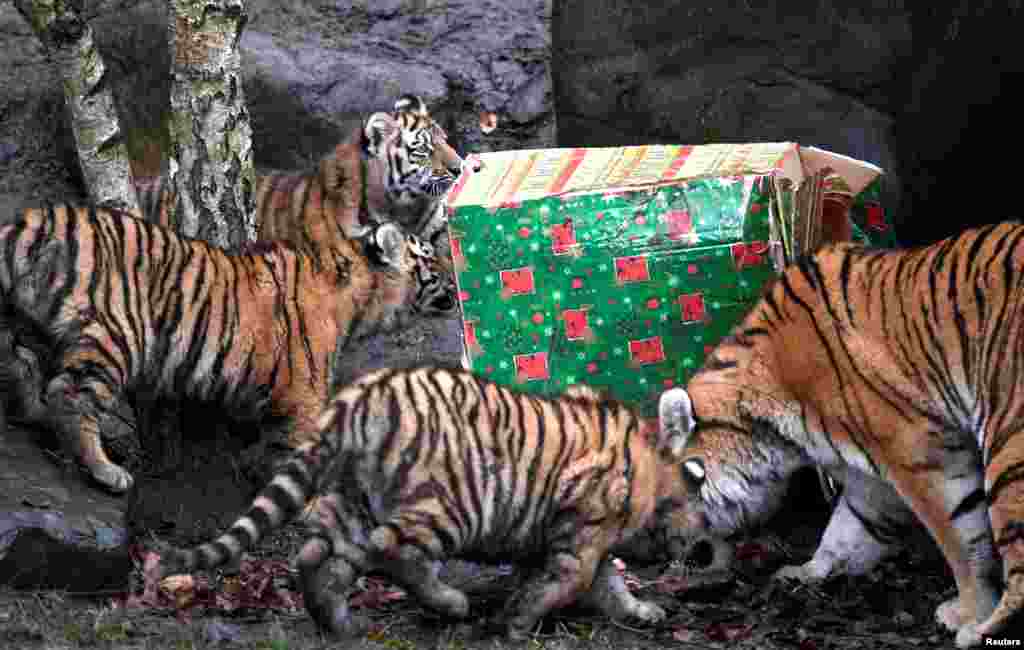 2017年12月5日,德国汉堡的Hagenbecks动物园,一只老虎(Tiger)和她的幼崽打开圣诞节礼物盒。
