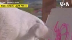 တောင်အာဖရိကရဲ့ ပစ်ကာဆို (Pigcasso) တောင်အာဖရိကရဲ့ ပစ်ကာဆို (Pigcasso)