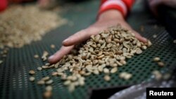 Pekerja memilah biji kopi arabika hijau di pabrik kopi di Pangalengan, Jawa Barat (foto: ilustrasi).