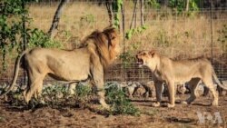 马拉维完成狮子迁徙 好莱坞影星解囊助力 马拉维完成狮子迁徙 好莱坞影星解囊助力