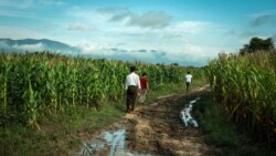 သီးနှံဖျက် အခါမဲ့မိုး နိုင်ငံအနှံ့ ဆက်လက်ရွာသွန်းနိုင်