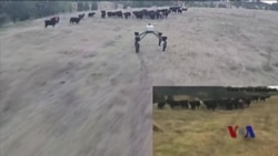 机器人有望取代牧羊犬 机器人有望取代牧羊犬