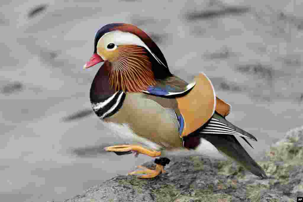 2018年12月5日,一只雄性鸳鸯(Mandarin duck)在纽约曼哈顿中央公园散步。它自从几周前出现在中央公园,已成为明星和网红。其异国情调的外形吸引大量民众前往观赏。一般认为鸳鸯主要分布在东亚,纽约市公园局表示,不清楚它从何地迁徙到纽约。它出现后又一度消失,粉丝们在网上发出寻鸟启示。华盛顿邮报报道,人们担心它可能被盗或被人吃掉。纽约公园局称其可能己飞离纽约寒冷水域。但后来鸳鸯回来了。