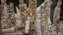 反偷猎战(3):中国象牙女王 反偷猎战(3):中国象牙女王