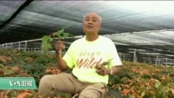 VOA连线:“花旗参教父”协办首届国际花旗参节 VOA连线:“花旗参教父”协办首届国际花旗参节