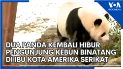 Dua Panda Kembali Menghibur Pengunjung Kebun Binatang di Ibu Kota Amerika Serikat Dua Panda Kembali Menghibur Pengunjung Kebun Binatang di Ibu Kota Amerika Serikat