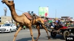 在古吉拉特邦的省级公路上,骆驼车与汽车同时在机动车道路上前行。(美国之音朱诺拍摄,2017年11月15日)
