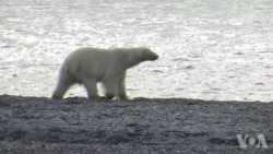 气候学家在世界北极熊日敲响了警钟 气候学家在世界北极熊日敲响了警钟
