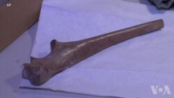 洛杉矶扩建地铁发现冰河期化石 洛杉矶扩建地铁发现冰河期化石