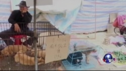 广西狗肉节人畜嘶鸣 广西狗肉节人畜嘶鸣