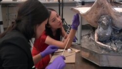 华盛顿特区实习指南:在国家自然历史博物馆修文物 华盛顿特区实习指南:在国家自然历史博物馆修文物