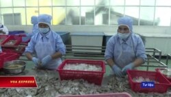 Hàn Quốc kiểm tra tôm xuất khẩu Việt Nam Hàn Quốc kiểm tra tôm xuất khẩu Việt Nam