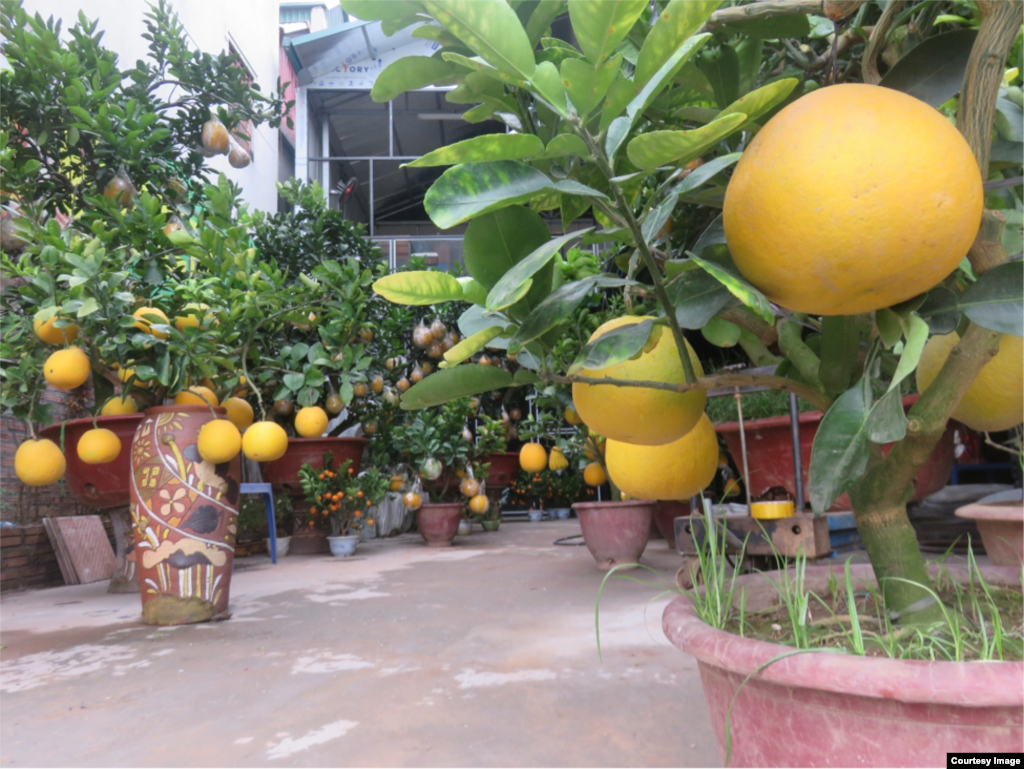 Những cây cảnh giá hàng triệu đồng đang chờ người giàu đến đem về chưng Tết…