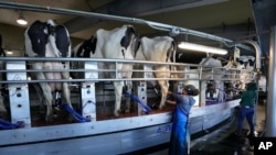 资料图 - 2024 年 4 月 1 日,缅因州克林顿市的弗乐得兄弟农场的工人正在照料奶牛。农场共有近 50 名员工,其中一半都是外国工人,他们负责喂奶牛、照料庄稼和帮助收集牛奶——每天 18,000 加仑。