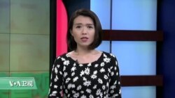 VOA连线:加州大火重创葡萄酒产地 VOA连线:加州大火重创葡萄酒产地